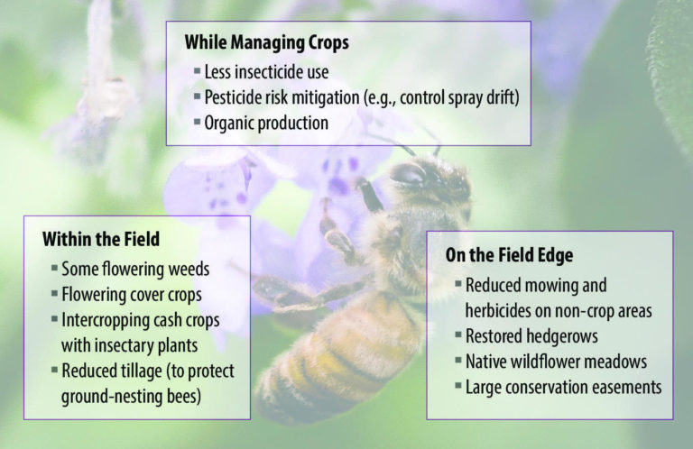 strategies to increase pollinator abundance, mange insects, insecticide, lance cheung, cover crops, organic, mowing