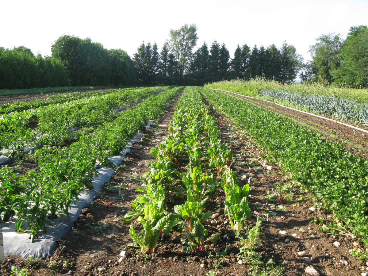 Crop Rotation in a green field with dirt in between crop rows