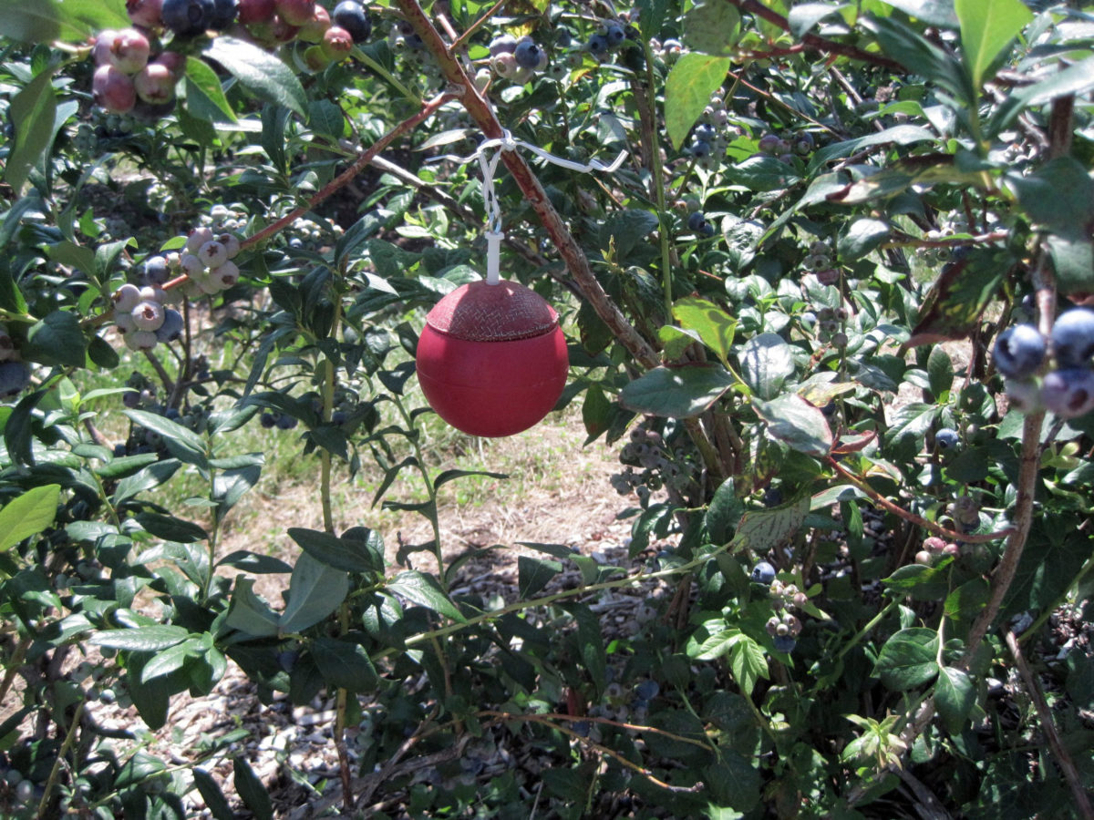 Pest Trap Blueberries