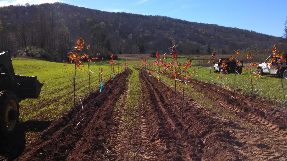 Maple Trees and Cover Crops