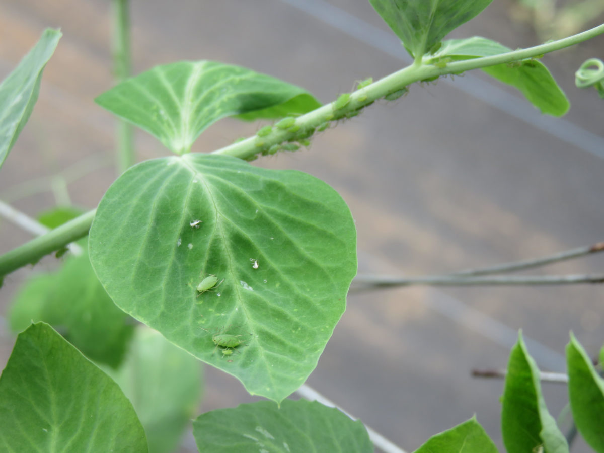 Aphids on crop