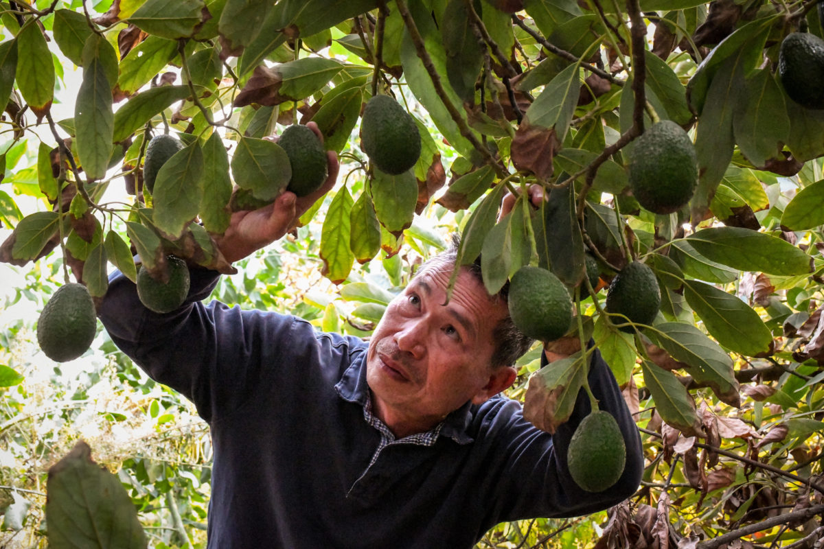 Scouting for Pests