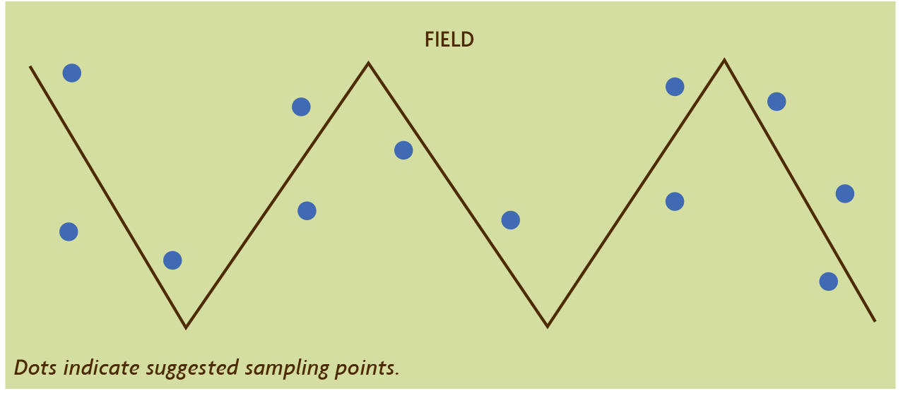 Taking Stock The Basics of Crop Scouting SARE