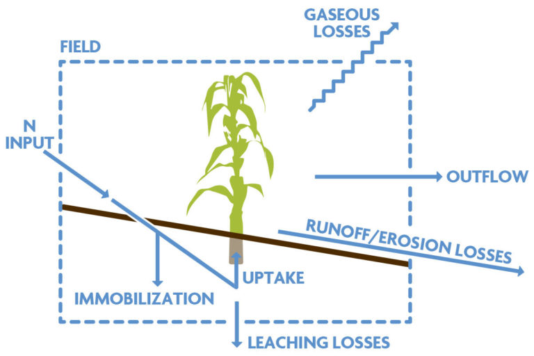 Conceptual model showing interactions between N input and N loss processes.
