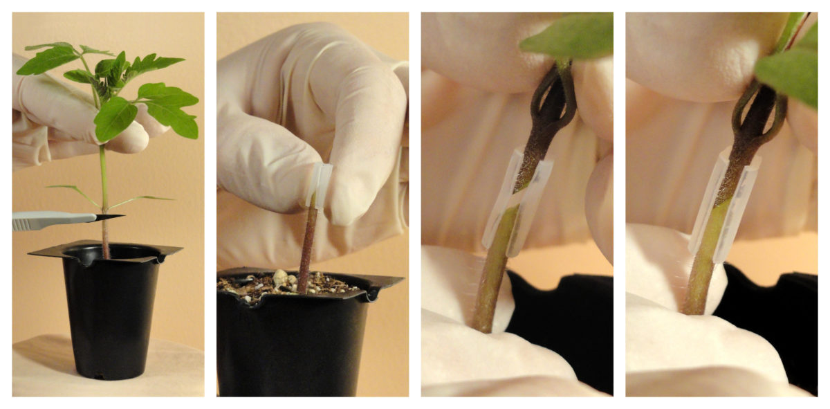 Four consecutive pictures of Tomato Grafting