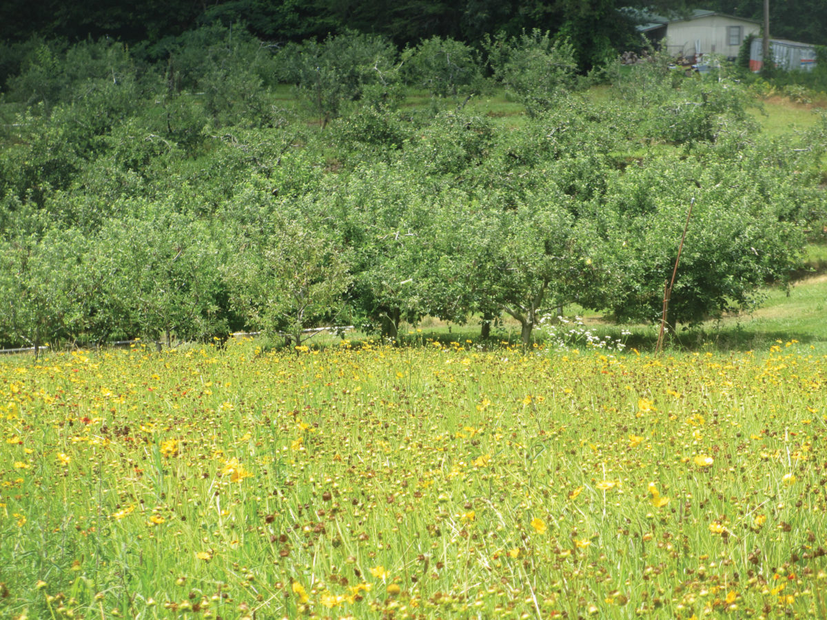 Wildflowers Apple Orchard