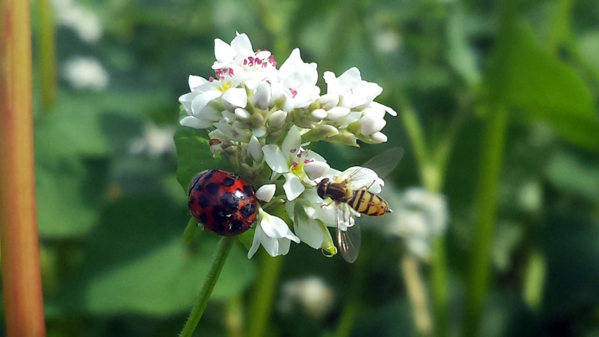 Lady Beetle and Hoverfly on Buckwheat