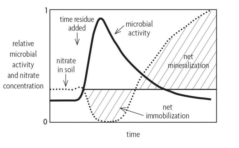 Figure 3.7 Line chart comparing relative microbial activity and nitrate concentration to time