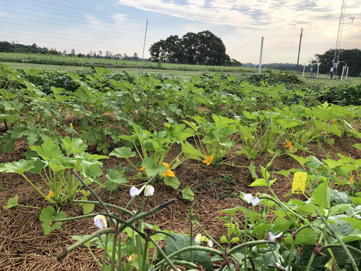 Cowpea intercrop with yellow and white flowers blooming