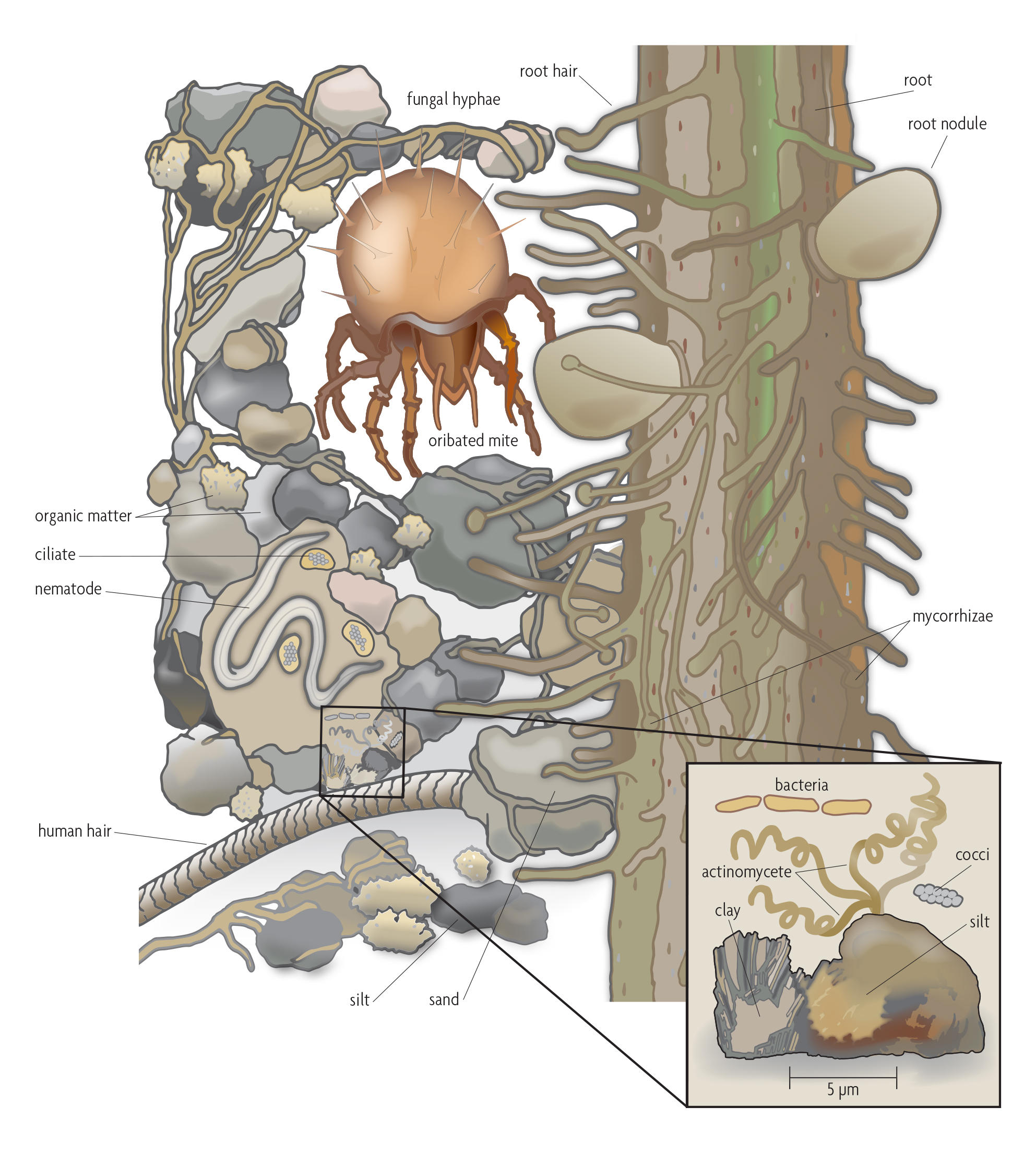 Soil Organic Matter and Soil Biology - SARE Soil Organic Matter and Soil Biology - SARE