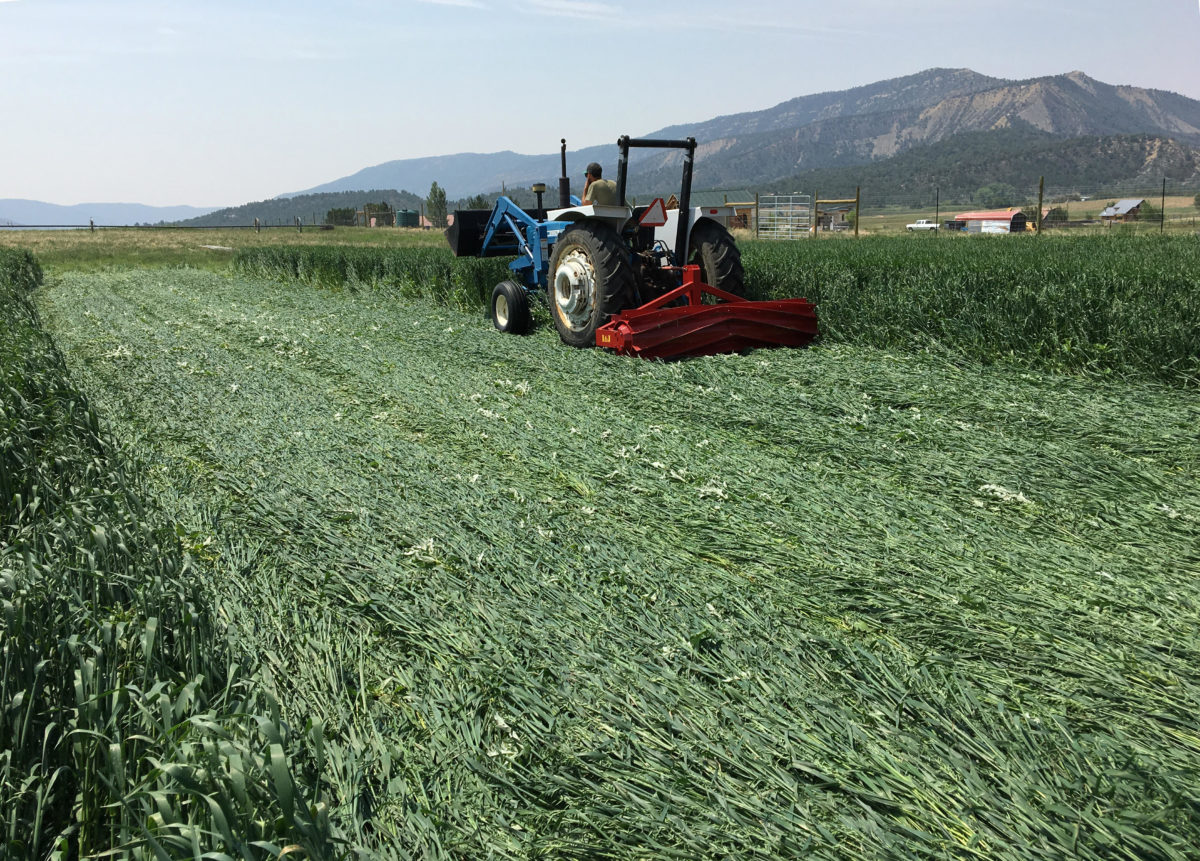 Roller Crimper flattening green crops in a field