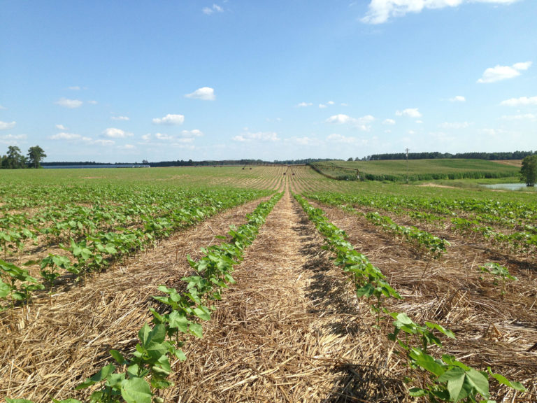 Rows of crops on a farm