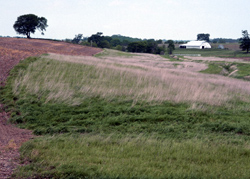 Conservation filter strips can include flowering plants to attract beneficials and provide quality habitat for many species of wildlife.