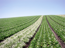 A corridor of Alyssum acts as a highway of habitat drawing beneficial insects into this large field of lettuce.