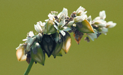 Buckwheat (Fagopyrum esculentum)
