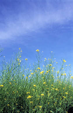 A cover crop of mustard can be disked into soil as “green manure” to act as a natural fumigant for weeds and diseases.