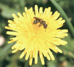 Dandelions are an important early-season source of nectar and pollen for beneficial insects.
