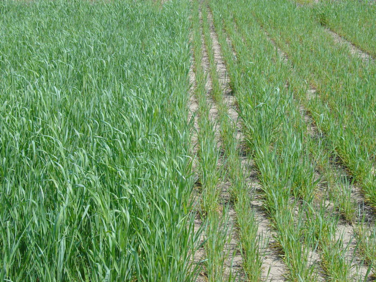 Figure 5.2 Grass growing in rows in a big field