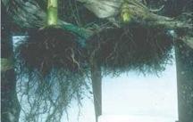 Figure 5.7. Corn roots on the right were limited to the plow layer due to a severe compaction pan. Roots on the left penetrated into deeper soil following subsoiling and could access more water and nutrients