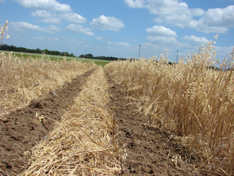 Figure 8.2b A field of wheat with hay in the middle and two rows of soil