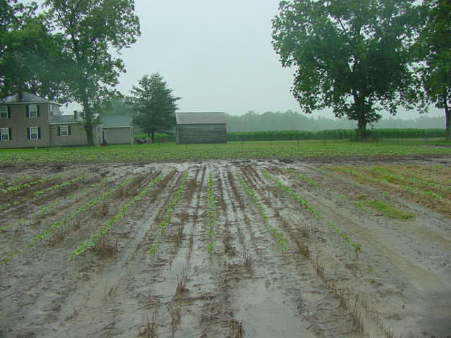 Figure 8.4a A flooded field of crop rows under gray skies