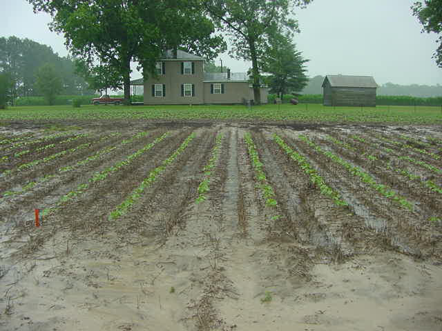 Figure 8.4b A flooded field of crop rows in front of a house
