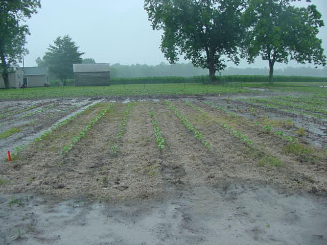 Figure 8.4c A flooded field of crop rows