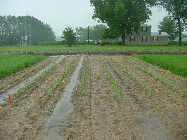 Figure 8.4d A flooded field of crop rows