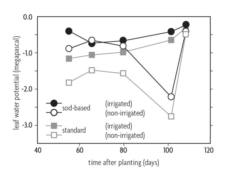 Figure 8.5 Line graph comparing leaf water potential and time after planted for sod based and standard yields