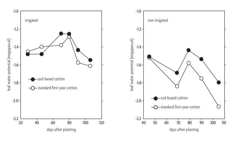 Figure 8.7 Line graph comparing leaf water potential and days after planting for sod based cotton and first year cotton