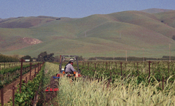 Growing rye between vineyard rows suppresses weeds and attracts beneficial insects such as lady beetles to this Monterey County, Calif., vineyard.