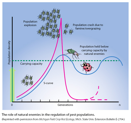 predators cycle on a line graph with population decay compared to generations