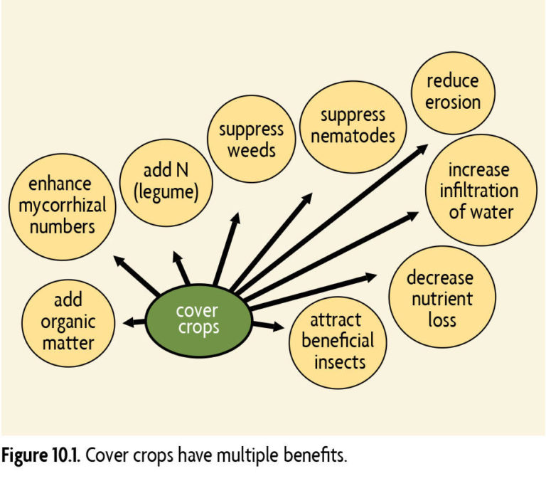 Cover crops have multiple benefits