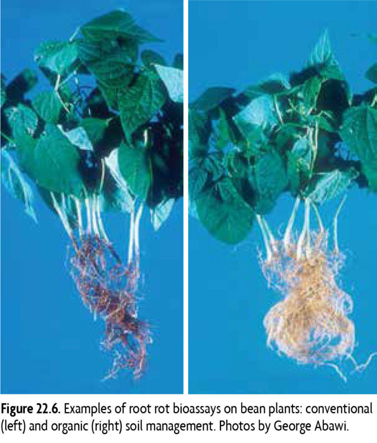 Laboratory Soil Health Testing SARE