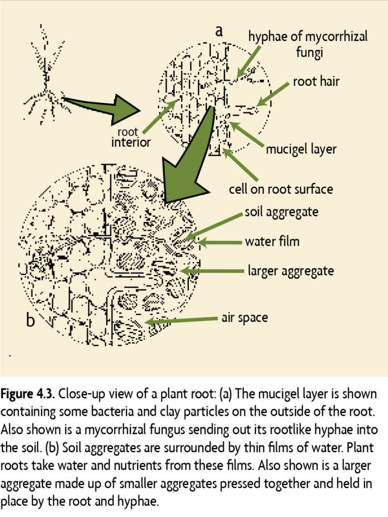 Close up view of plant root (a) the mucigel layer is shown containing some bacteria and clay particles on the outside of the root. Also shown is a mycorrhizal fungus sending out its rootlike hyphae into the soil. (b) Soil aggregates are surrounded by thin films of water. Plant roots take water and nutrients from these films. Also shown is a larger aggregate made up of smaller aggregates pressed together and held in place by the root and hyphae.