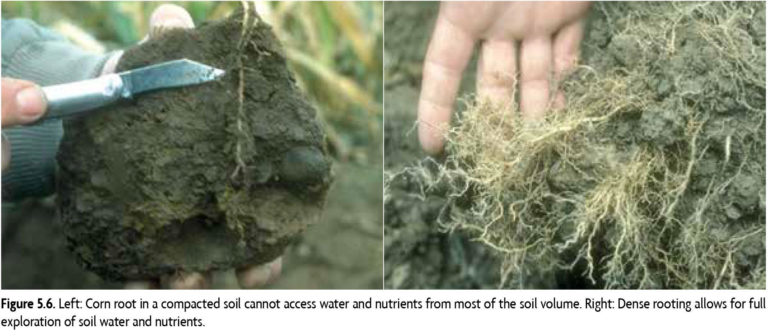 Left: Corn root in a compacted soil cannot access water and nutrients from most of the soil volume. Right: Dense rooting allows for full exploration of soil water and nutrients.