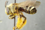 Bee carrying pollen