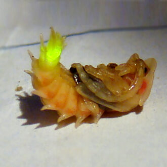 Macrofauna » Insects » Beetles - SARE