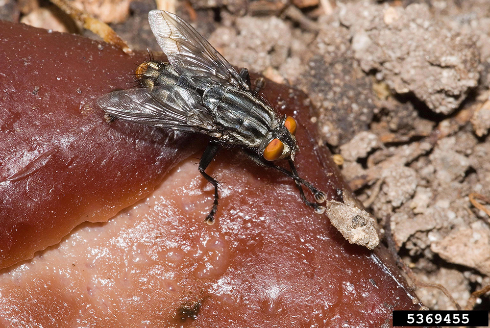 Flesh fly feeding on decaying matter.