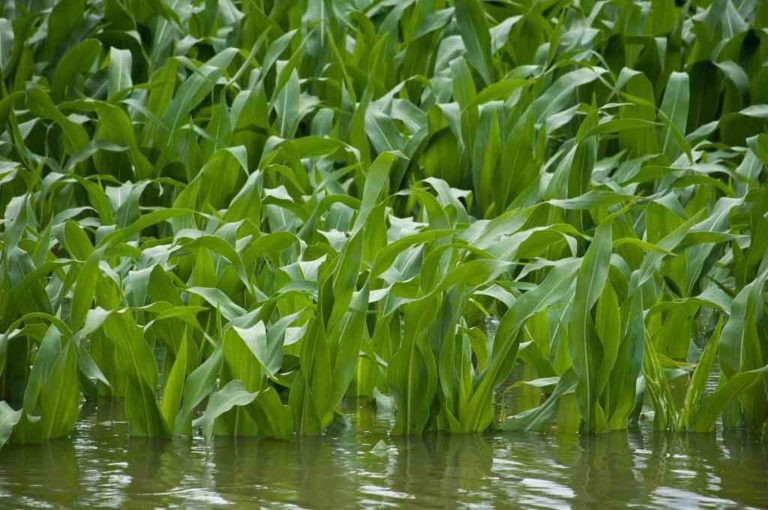 Corn in a flooded field