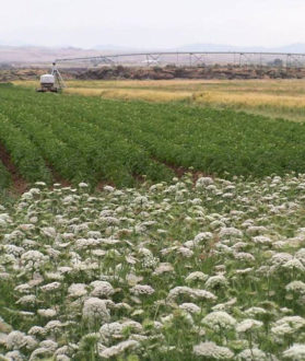 flowering plants, pollinator garden, attract pollinators, Judy Brossy