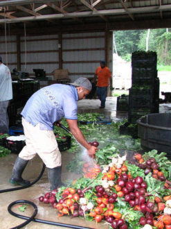 A man watering a colorful harvest of turnips