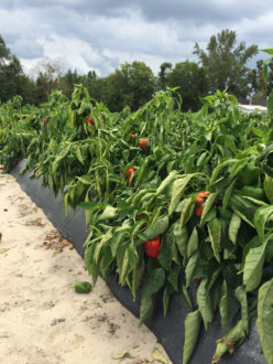 food waste on the farm food waste on the farm