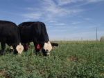 Forage-finishing system