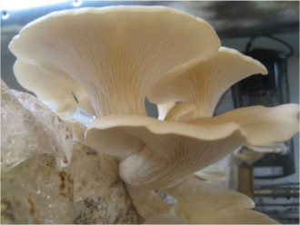 Mushrooms fruiting on spent coffee grounds. Photo credit: Asheville Fungi