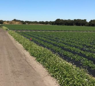 sweet alyssum and Spanish needles