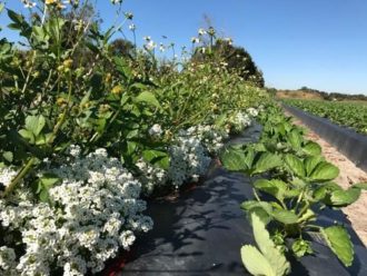 close up view of sweet alyssum