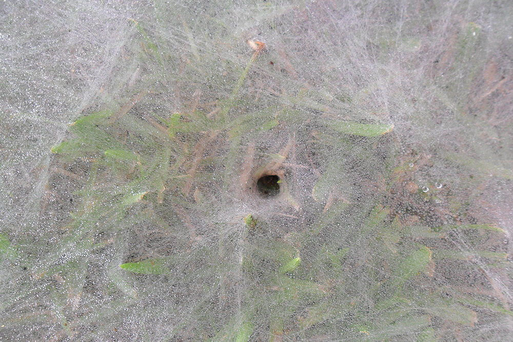 White funnel web of a funnel web spider with hole in the middle. 