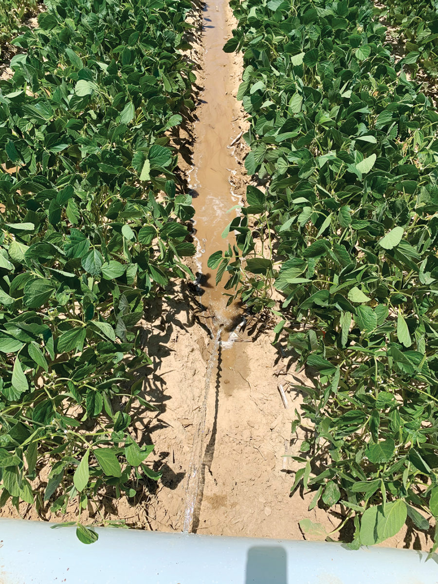 Furrow irrigation system in a field of soybeans