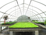 greenhouse Trays of seedlings in greenhouse